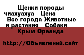 Щенки породы чиахуахуа › Цена ­ 12 000 - Все города Животные и растения » Собаки   . Крым,Ореанда